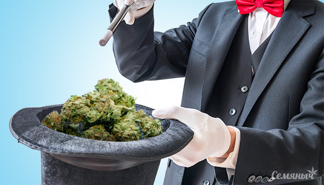 Урожайные и мощные сорта конопли Подборка урожайной конопли