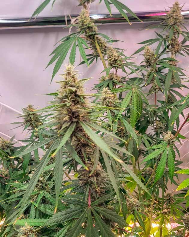 Стимуляторы под корень, состав компота 10 неделя развития Grand Gorilla Purple Auto