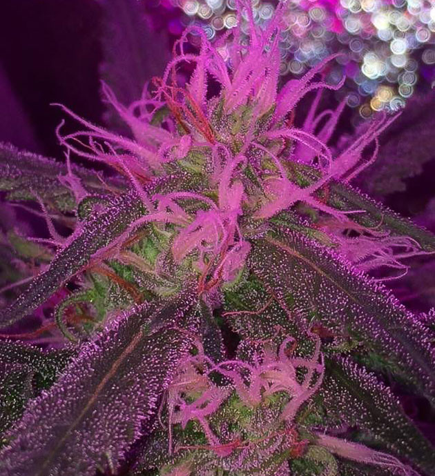 Euforia X: спокойное созревание