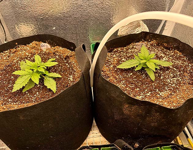 Подготавливаем коноплю к топпингу Конопля после полива