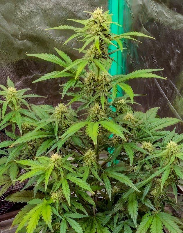 Каннабис Z-Up Auto выше 70 см с плотными ароматными шишками