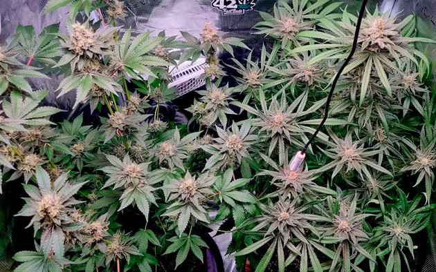 Появление густой смолы на шишках марихуаны Конопля на 9 - 10 неделе роста