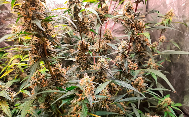 Цветение сорта Johnny Cage Auto Выращивание сорта марихуаны Johnny Cage Auto