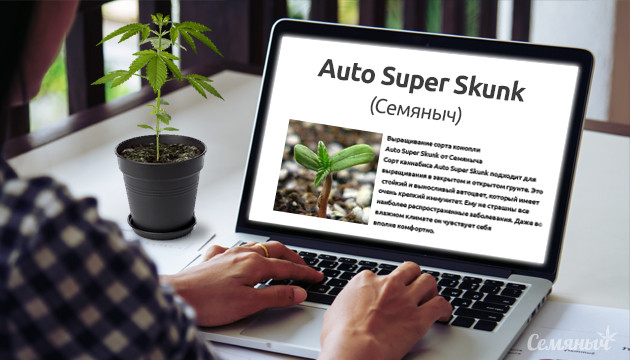 Гроурепорт сорта Auto Super Skunk от сидбанка Семяныч