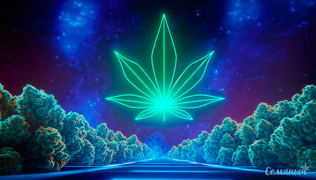 Триплоидные сорта: будущее каннабиса