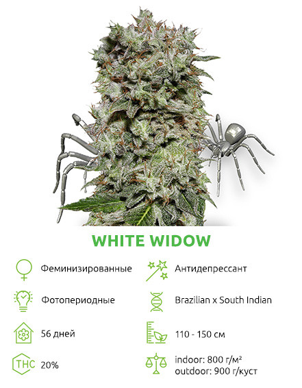 White Widow