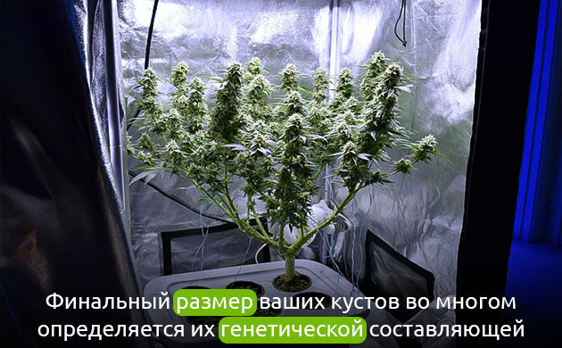 Выбор сорта для индорного грова