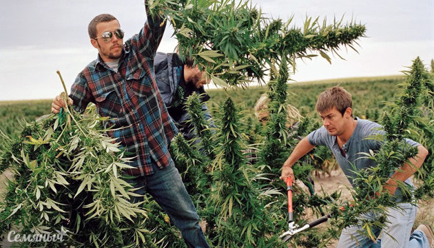 Сбор урожая конопли Урожай марихуаны