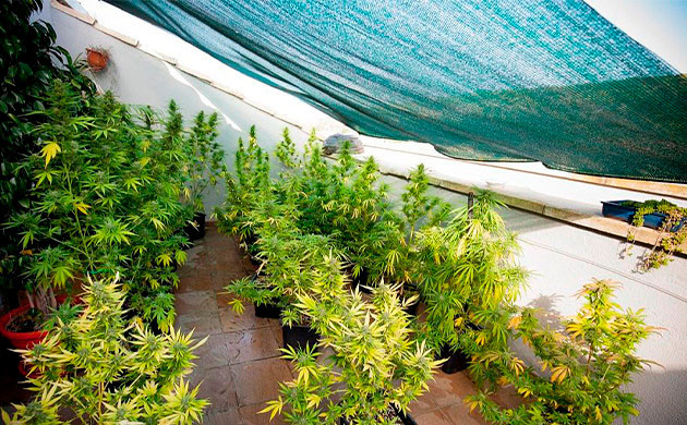 Стимулирование цветения затемнением