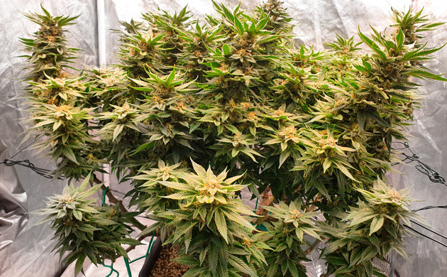 70 см роста на 17 неделе