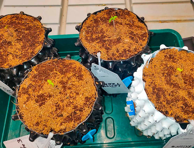 Подготовка к гровингу Biscotti Mintz Проращивание семян конопли Biscotti Mintz