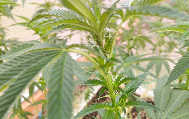 Марихуана на 18 неделе роста