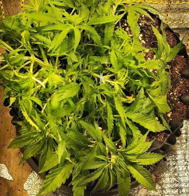 Развитие марихуаны на 29 дне выращивания 4 неделя выращивания