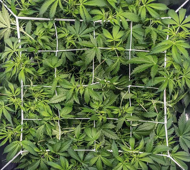 Установка SCROG сетки на 7 неделе выращивания SCROG сетка на конопле