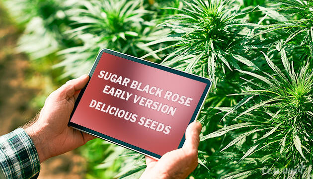 Выращивание сорта марихуаны Sugar Black Rose Early Version от Delicious Seeds Гроурепорт сорта Sugar Black Rose Early Version от сидбанка Delicious Seeds