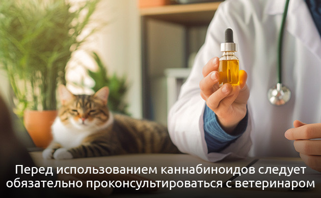 Правила дозировки каннабиса для животных Правила безопасности приема каннабиса питомцами