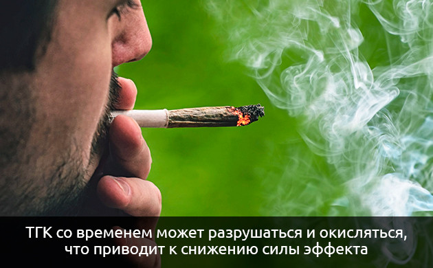 Изменение силы каннабиса при длительном хранении