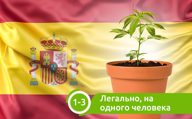 Легальное выращивание каннабиса в Испании Легальное выращивание 1-3 кустов на человека