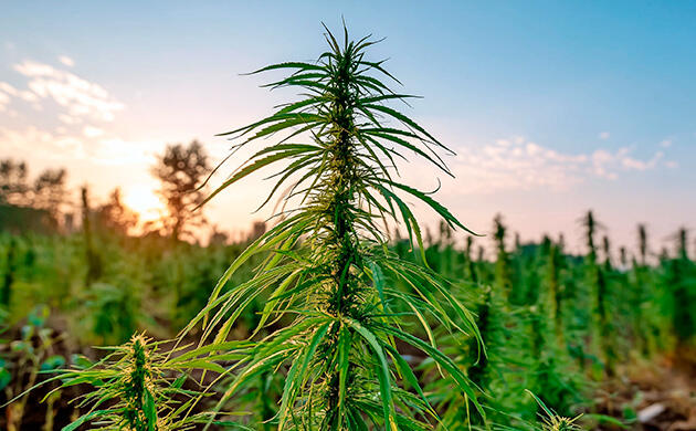 Польза Рудералиса Конопля Рудералис