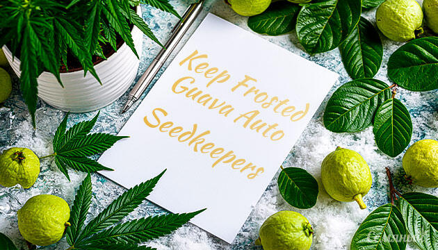 Гроурепорт сорта Keep Frosted Guava Autoflower от Seedkeepers