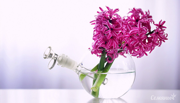 Сорта конопли с ароматными соцветиями