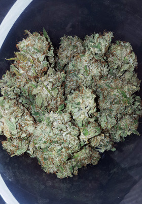 Урожай Auto White Widow после сушки