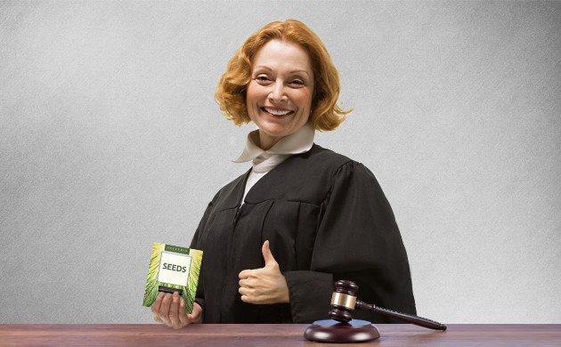 Закон о покупке и хранении семян конопли Конопля и закон