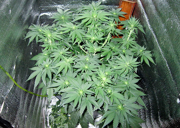 Dozy Cookies: активное формирование соцветий