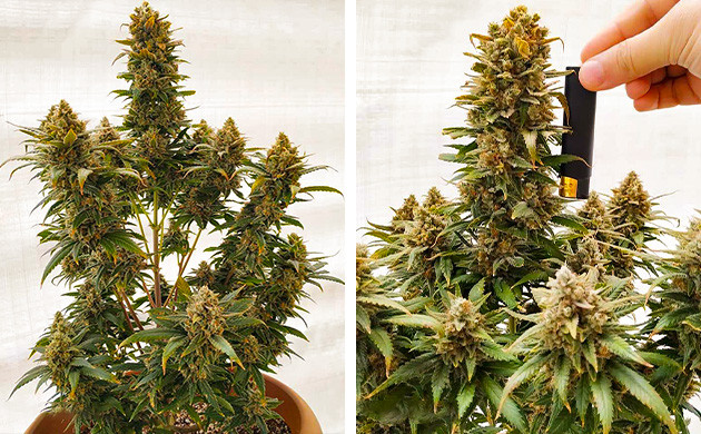 Куст на завершающей стадии выращивания