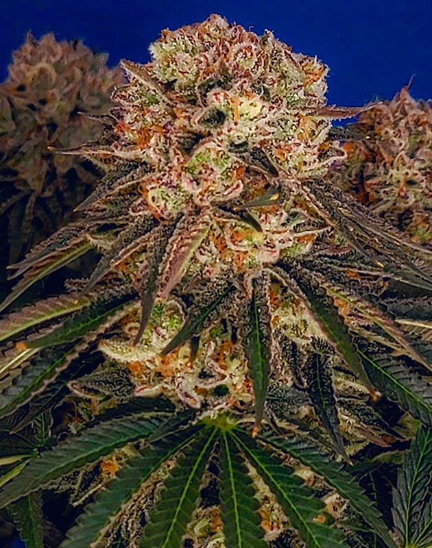 Подготовка к сбору урожая DDoS #33 Созревание трихом у DDoS #33