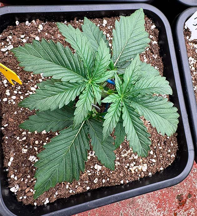 Проведение топпинга, LST и состав удобрений Растишка Strawberry Gorilla Auto на 2 неделе выращивания