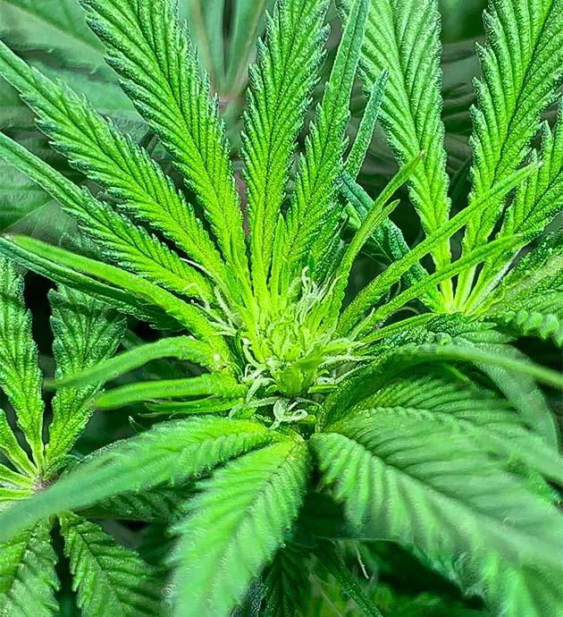 Марихуана ростом 40 см