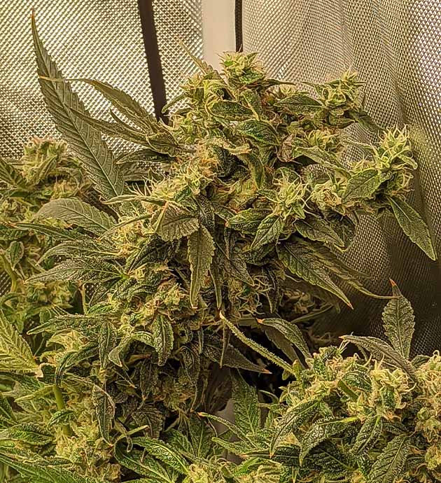 Соцветия вытянутой формы