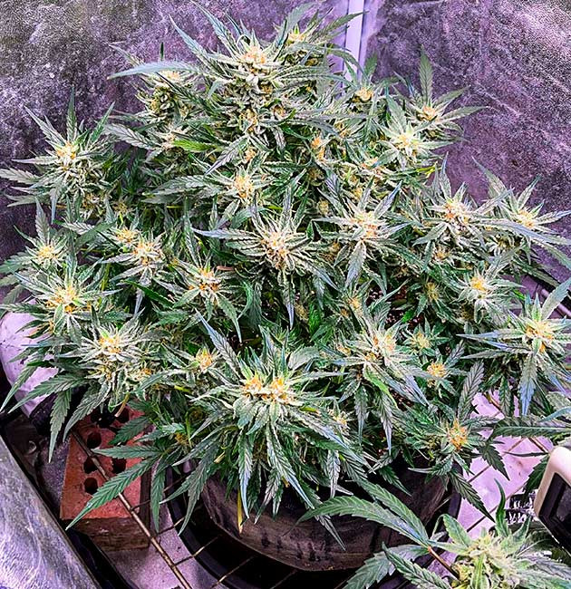 выращивание сорта конопли Bruce Banner Auto Куст Bruce Banner Auto на цветении