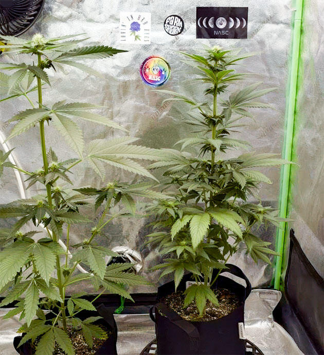 Каннабис активно цветет и формирует соцветия