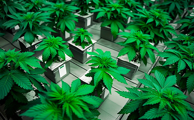 Эволюция через гибридизацию