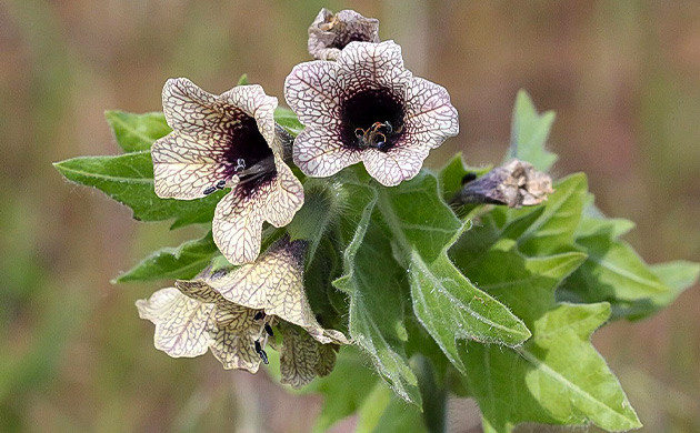 Вызывает галлюцинации и состояние подобное трансу Белена черная