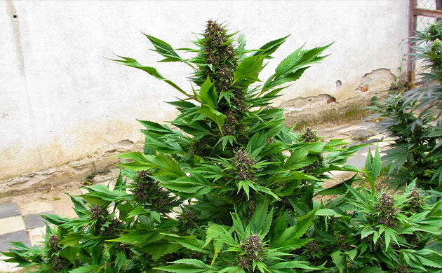 Необычные сорта конопли для естественной маскировки Куст каннабиса с мутировавшей формой листьев