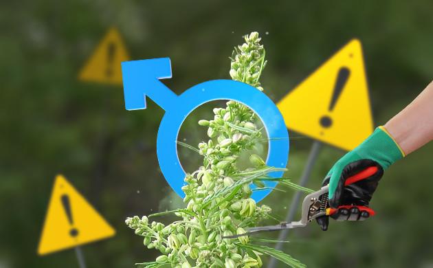 Профилактика гермафродитизма Мужские особи и гермафродиты