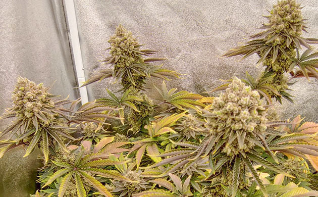 Lemon Tree: подготовка к сбору урожая Подготовка к сбору урожая Lemon Tree