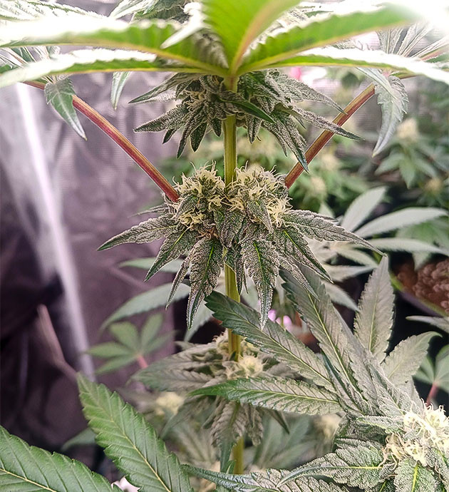 High Society: стабильный микроклимат