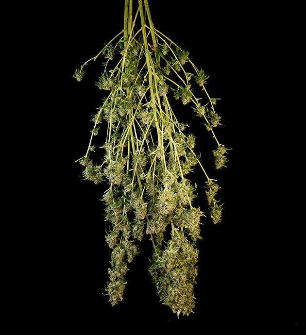 Сбор урожая и впечатления от гровера Tropicana Cookies FF от FastBuds