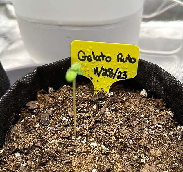 Первые дни Gelato Auto