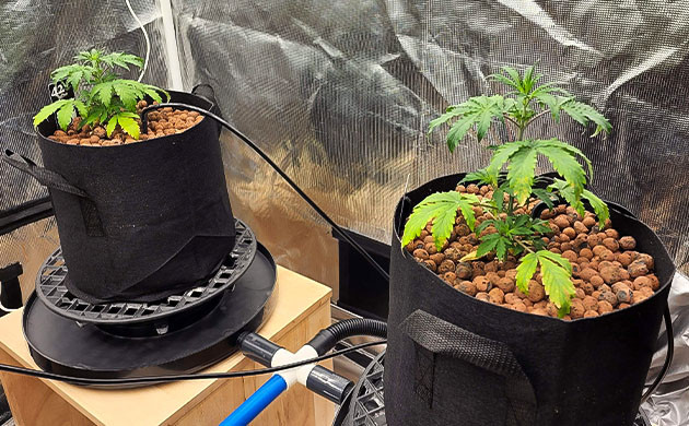 Пересадка в тканевые горшки и переизбыток полива Кусты в тканевых горшках