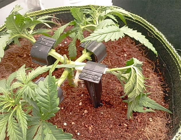Тренировки конопли Куст White Widow Auto от FastBuds на 4 неделе развития