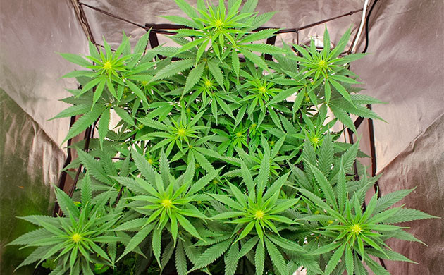 Sugar Bomb Punch дневник по выращиванию