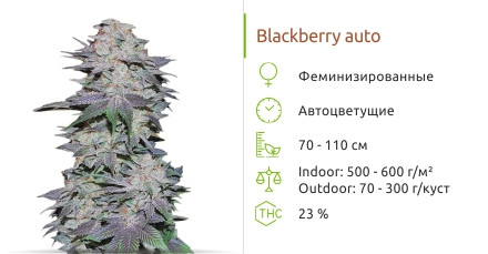 Сорт марихуаны Blackberry Auto Blackberry Auto от FastBuds