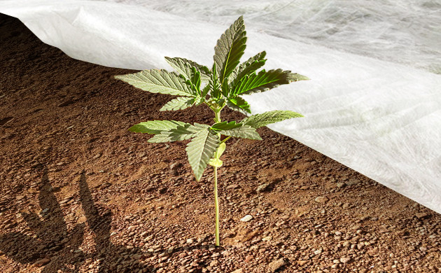 Использование агроволокна для изоляции света Укутывание ростка агроволокном