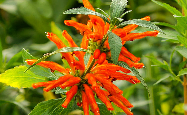 Растение красного цвета