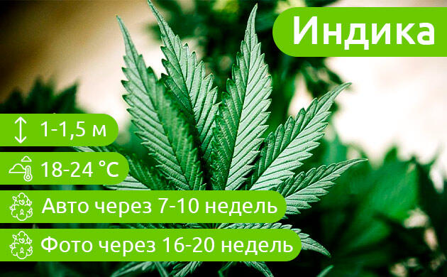 Условия выращивания Индики Особенности выращивания индийской конопли